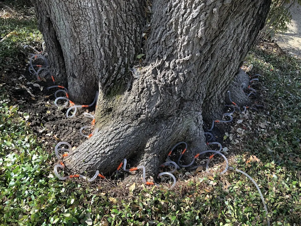 Detailed Tree Cabling and Bracing job site in Providence