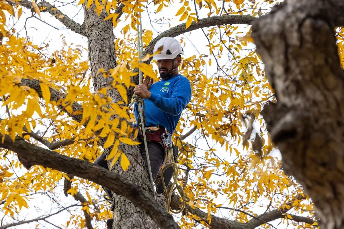 Skilled Tree Transplanting crew working in Providence